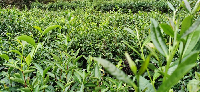必背瑶山茶叶-冯永成摄.jpg