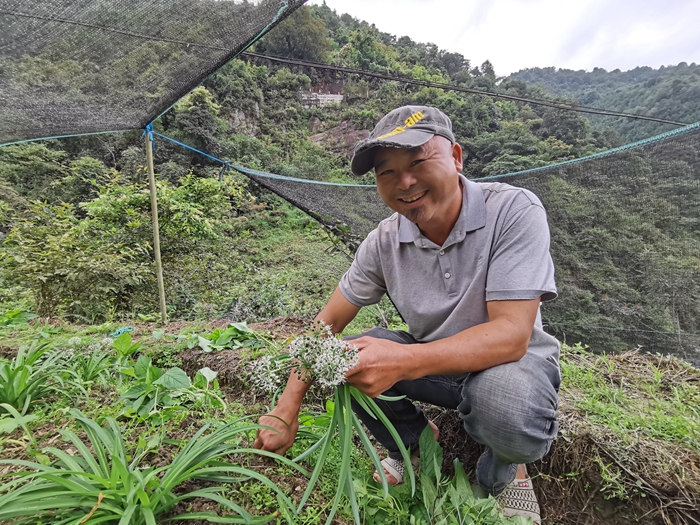种植户采摘瑶山石韭-冯永成摄.jpg