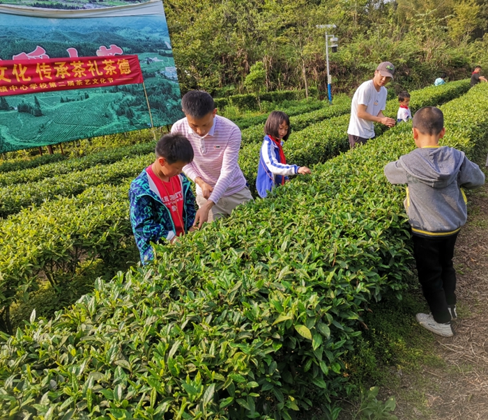 教师帮助学生采摘茶叶.jpg