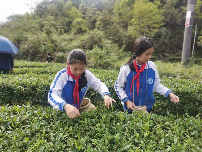 学生采摘茶叶.jpg