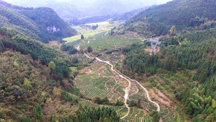 必背镇茶叶基地1.jpg