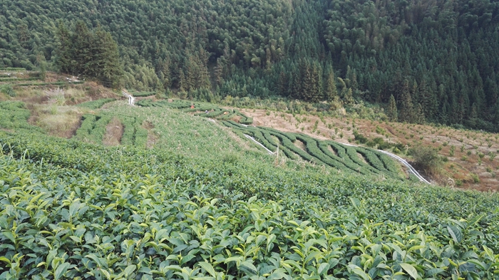茶叶基地2.jpg