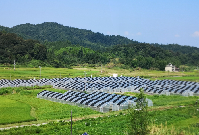 “露地+大棚”高山有机蔬菜种植示范基地1.jpg