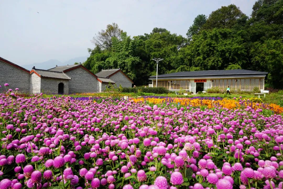 鲜花盛开的村庄.jpg