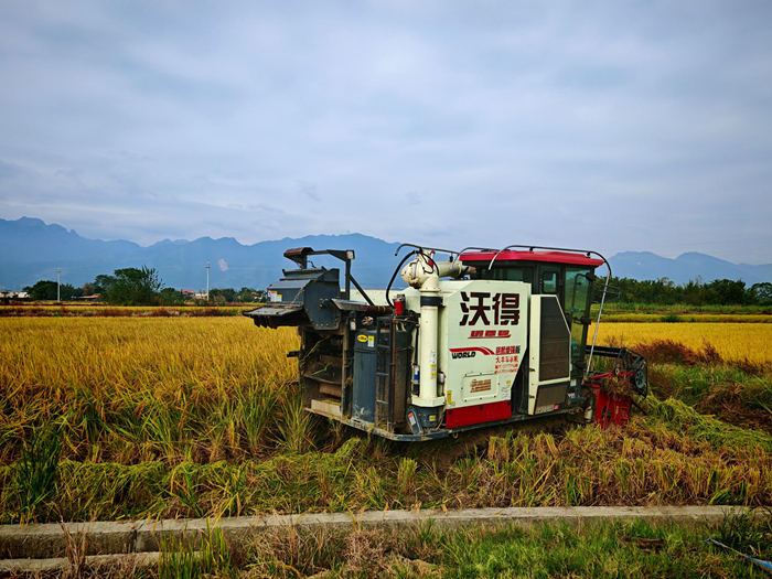 收割机正在作业.jpg