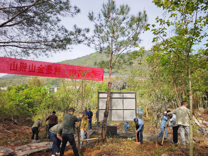 乡贤代表种植樱花、紫薇等苗木 (1).jpg