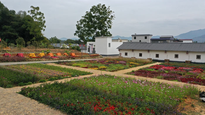 鲜花盛开的村庄百花齐放.jpg