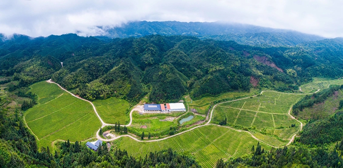 1、深洞茶场风光.jpg