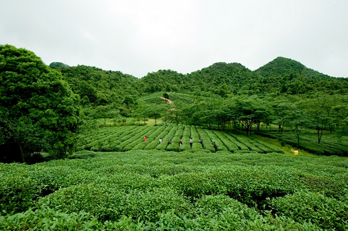 1、天瑶茶园风光.jpg