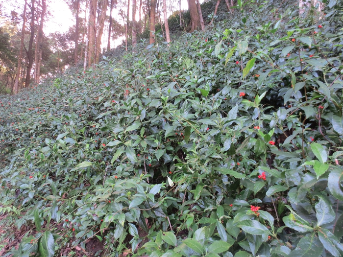 2、林下种植九节茶.jpg