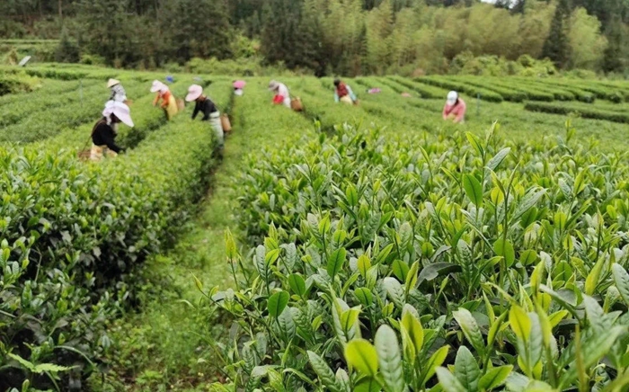 3、采茶工在华瑶种植基地采茶.jpg