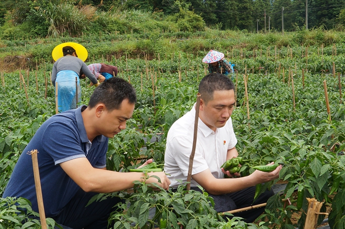 3.大布镇党委书记、分管扶贫领导到田间地头察看辣椒种植情况.jpg