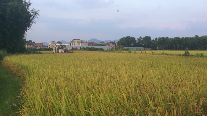 沉甸甸的稻穗.jpg