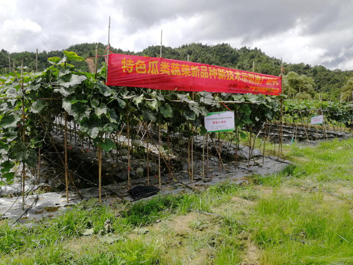 特色瓜类蔬菜品种展示.png