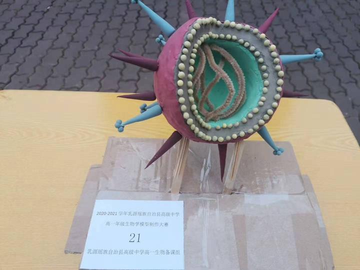 制作结硕果——乳源高级中学举行2020-2021学年生物学模型制作大赛